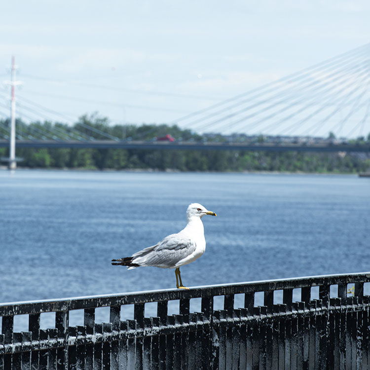 Une mouette est assise sur une clôture à côté d'une rivière, avec un pont suspendu en arrière-plan.