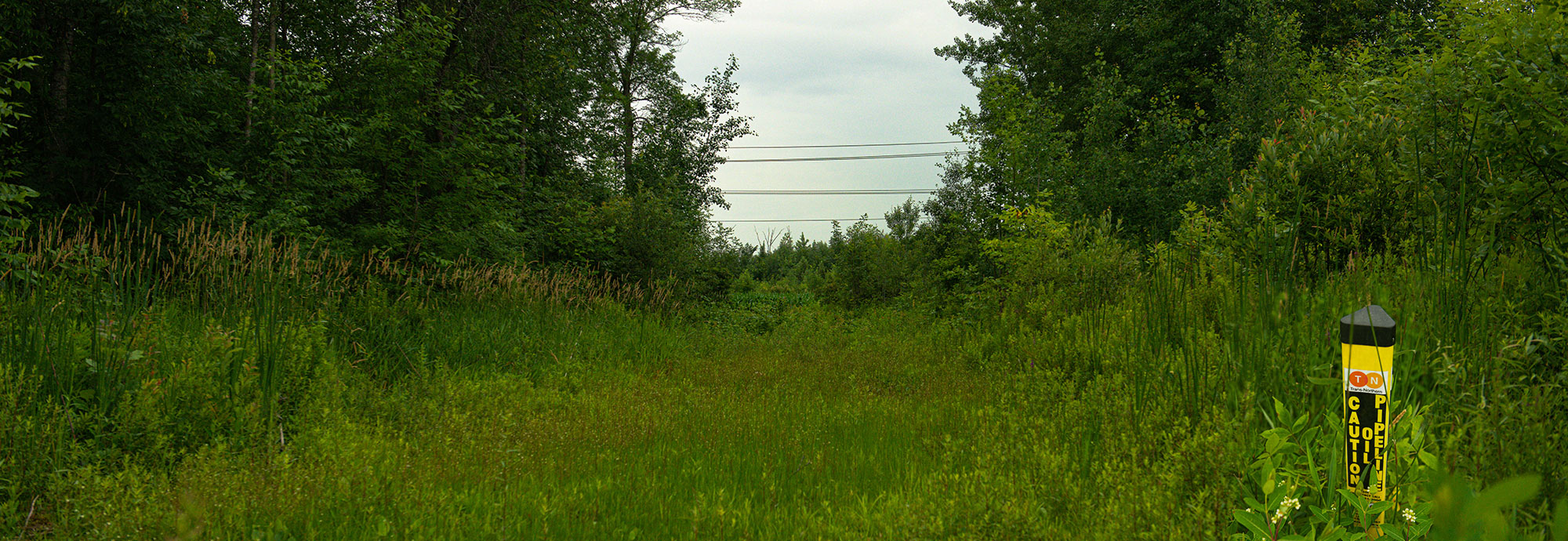 Un marqueur jaune de pipeline PTNI entouré de feuillage naturel le long d'une emprise flanquée d'arbres matures.