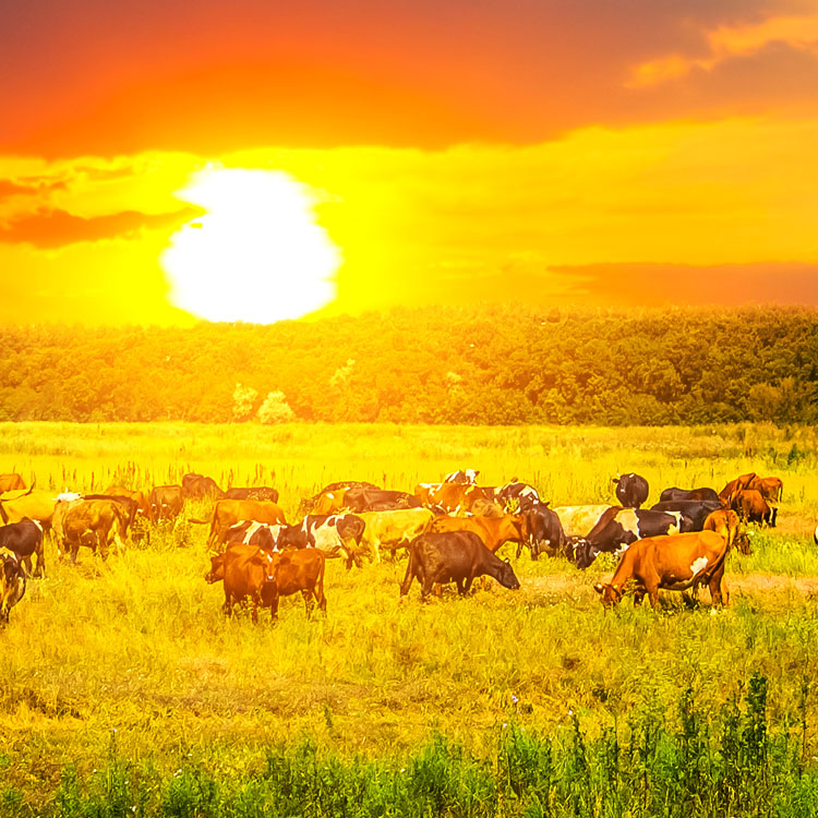 Le bétail paît dans un champ alors que le soleil se couche derrière eux.